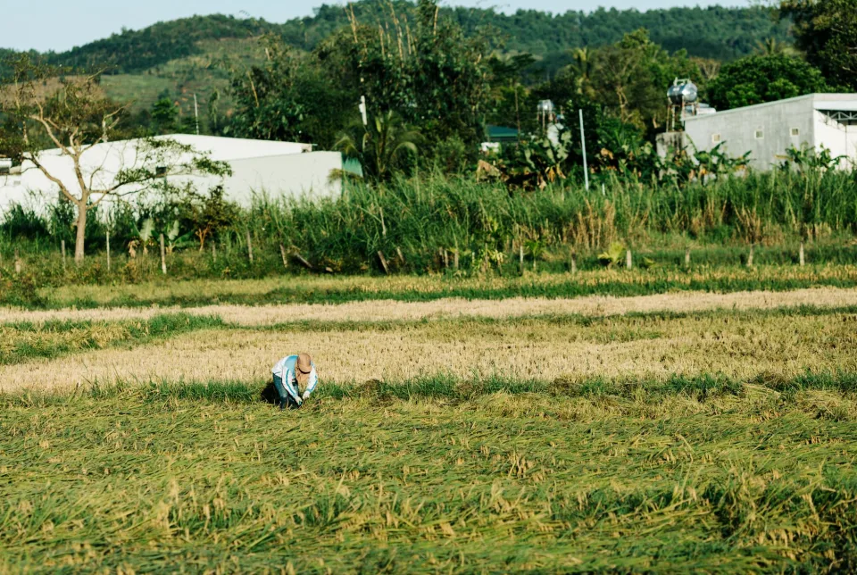 Kho gạo của Nguyễn Thị Xanh